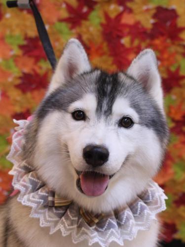 20241101ひかりちゃん